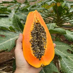 papaya pdto