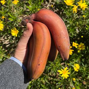 platano rojo pdto