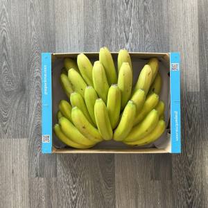 Gospa Plátano de Canarias 1