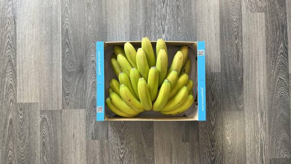 Gospa Plátano de Canarias 1